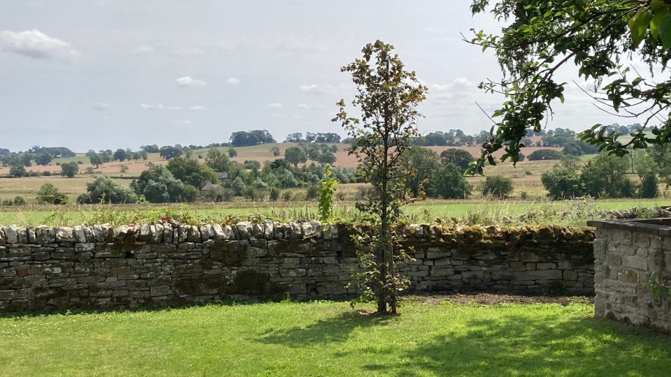 Double jubilee tree.